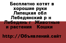 Бесплатно котят в хорошие руки - Липецкая обл., Лебедянский р-н, Лебедянь г. Животные и растения » Кошки   